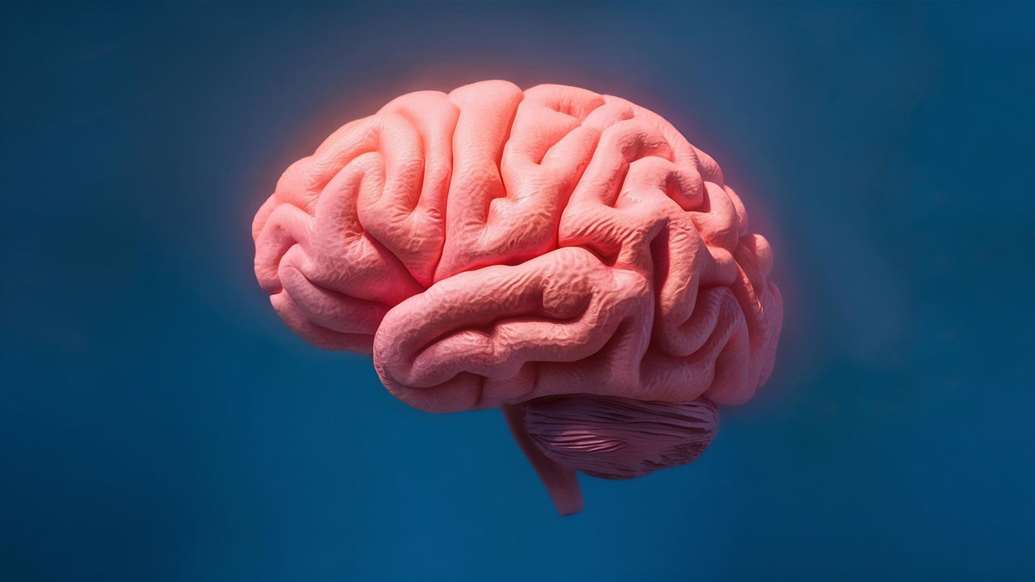 The Connection Between Gut Health and Cognitive Function: The Importance of the Gut-Brain Axis