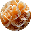 Lion’s Mane