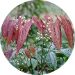 Epimedium Sagittatum