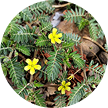Tribulus<br> Terrestris